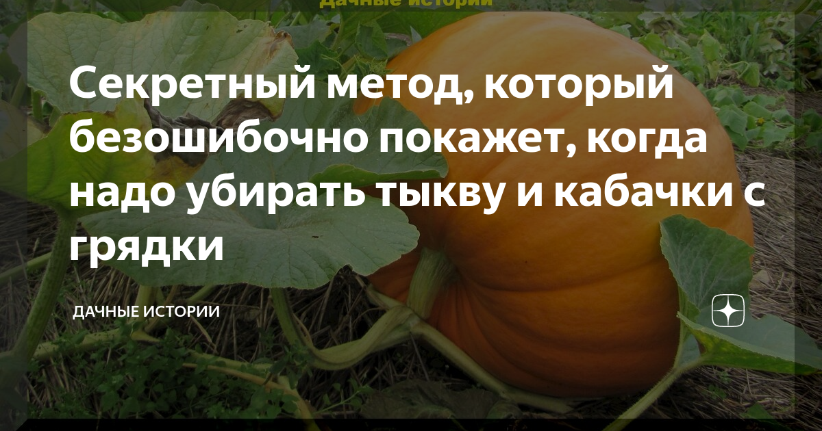 Когда снимать тыкву на хранение в подмосковье. Когда убирать тыкву. Когда убирать кабачки и тыкву с грядки. Когда зреет кабачок. Какого числа убирают кабачки.