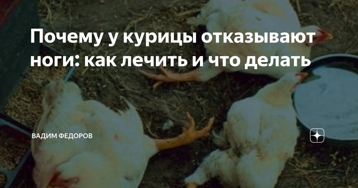 Открытие тайн: почему курицы теряют ноги и что делать, чтобы предотвратить это