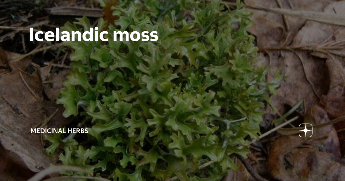 Icelandic moss Medicinal herbs Дзен