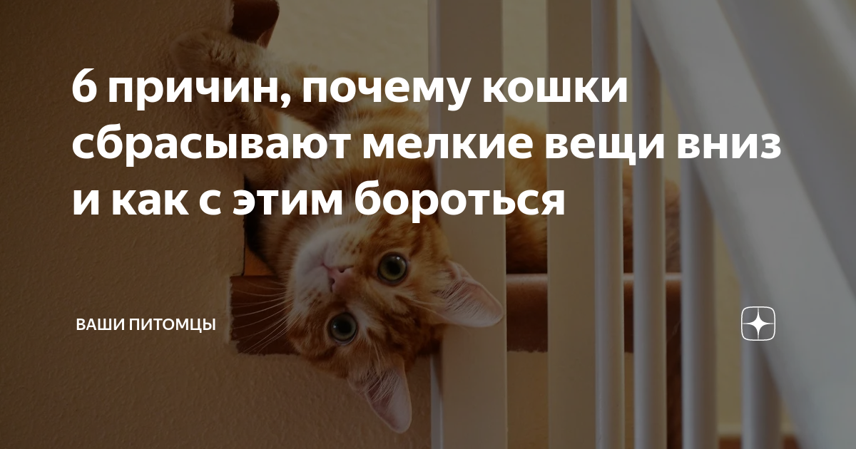 Зачем коты сбрасывают предметы со стола