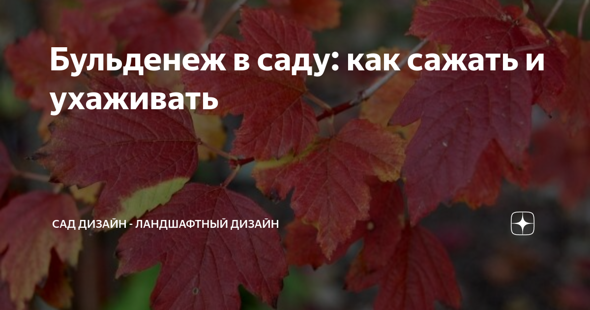 Бульденеж в саду: как сажать и ухаживать | Cад Дизайн - ландшафтный ...