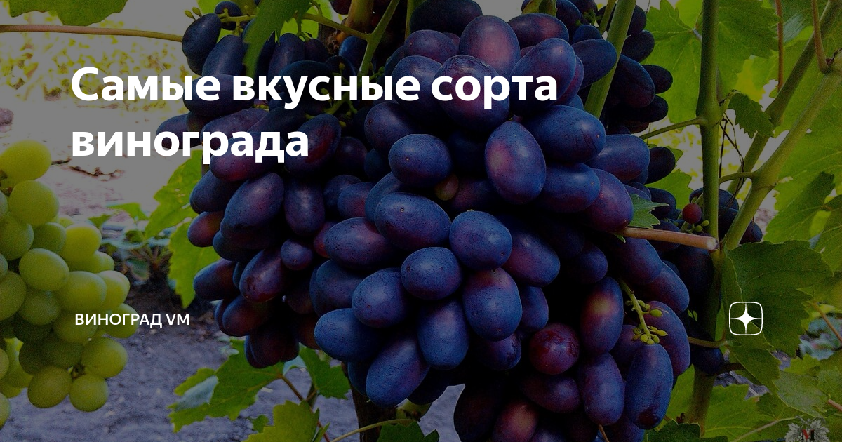 Вкусные сорта. Сорта вкусного гибридного винограда. Сорт винограда Айрис -Ежик вино производители. Супер куин группе виноград.