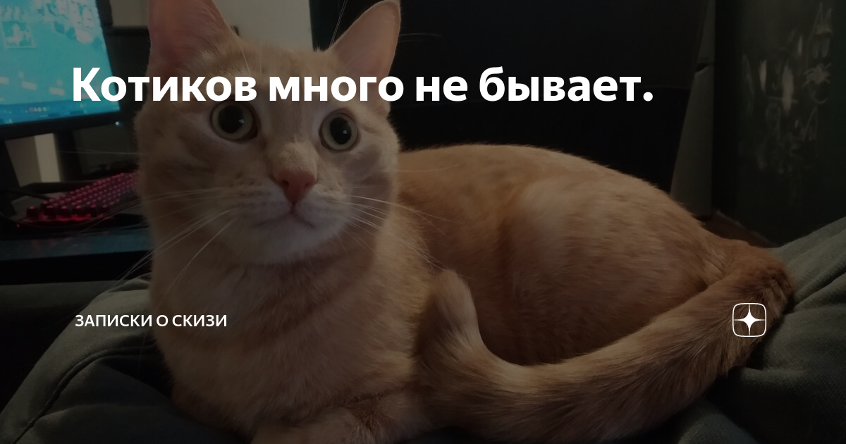 Скизи мазанкин кот дзен. Кот Скизи. Скизи Мазанкин кот. Скизи Мазанкин дзен кот.