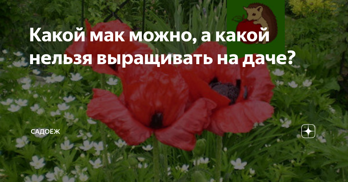 Как выглядит мак цветок запрещенный