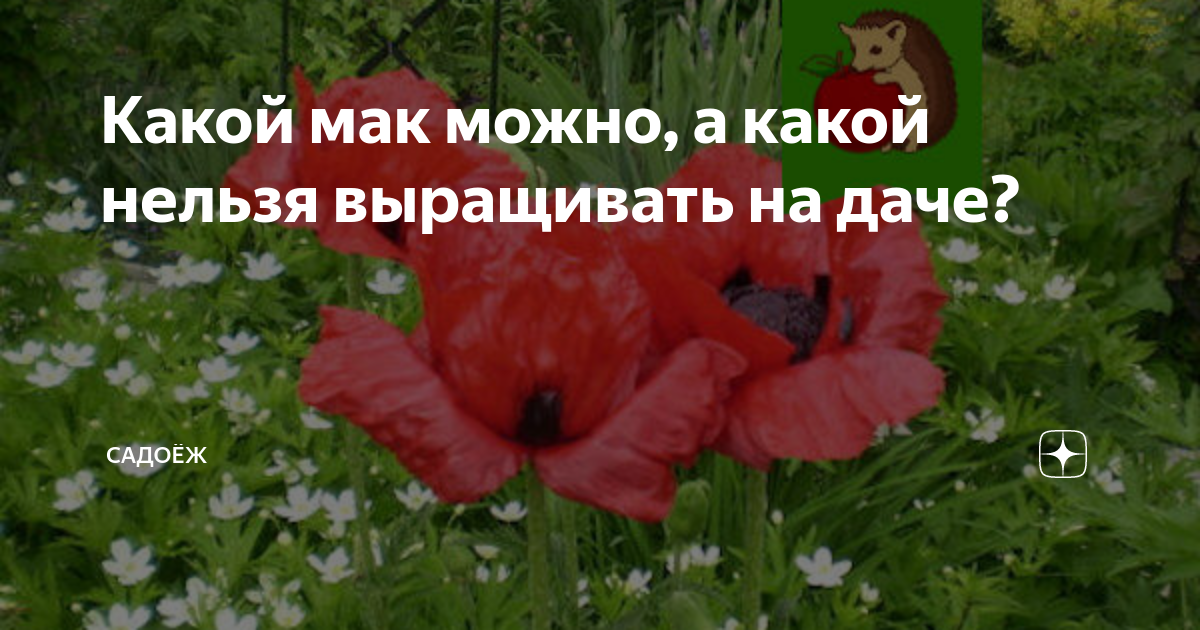 Какой мак можно выращивать на участке в россии фото