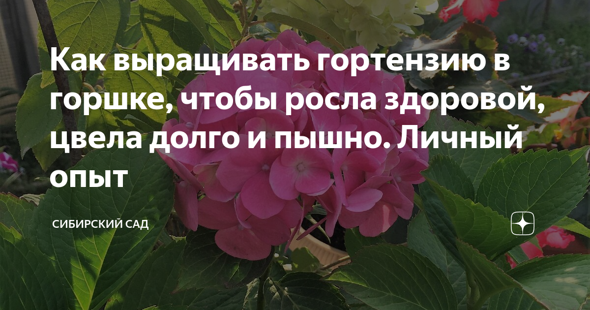 Как выращивать гортензию в горшке, чтобы росла здоровой, цвела долго и ...