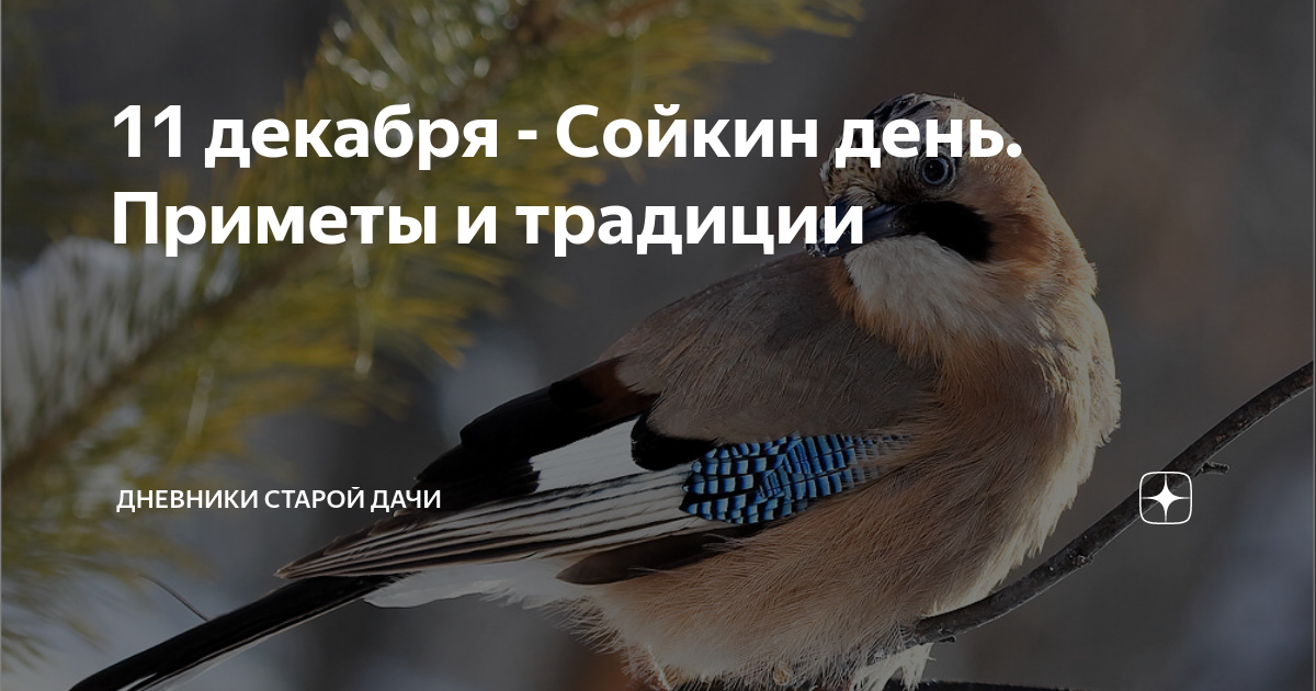Сойкин день картинки. Сойкин день картинки