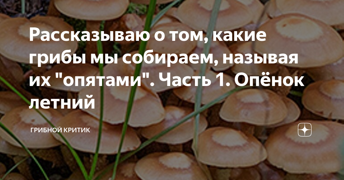 Рассказываю о том, какие грибы мы собираем, называя их "опятами". Часть ...