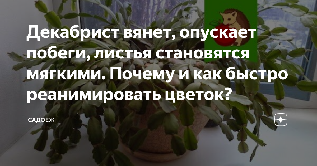 Ответы riverboats-spb.ru: Что делать? У декабриста вянут цветы. Что с ним? Как ухаживать?