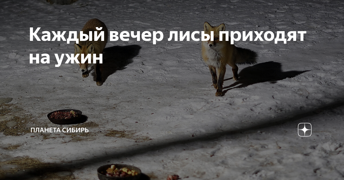 Твоя подруга в сибири дзен. Живем в сибири дзен. Живем в сибири дзен. Живем в сибири дзен. Живем в сибири дзен.