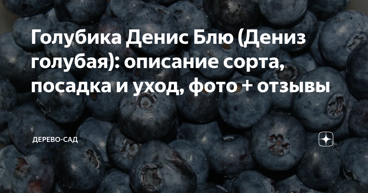 Голубика Денис Блю (Дениз голубая): описание сорта, посадка и уход, фото + отзыв