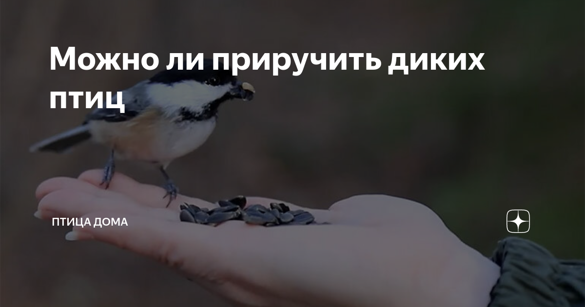 Можно ли приручить диких птиц | Птица дома | Дзен