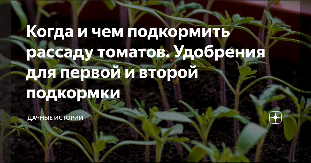 Как подкармливать рассаду помидоров перекисью. Подкормка помидоров жидкими удобрениями. Рассада помидор опора в контейнере. Чем подкормить рассаду перца. Как правильно подобрать контейнерочки для рассады помидоров.