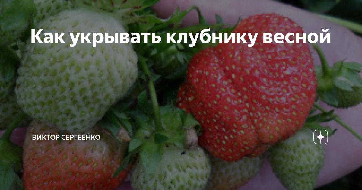 Как укрывать клубнику весной | ВКУСНЫЙ ОГОРОД | Дзен