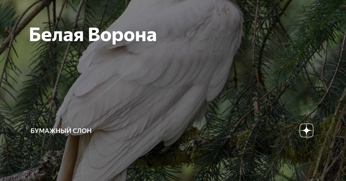 Белая Ворона | Бумажный Слон | Дзен