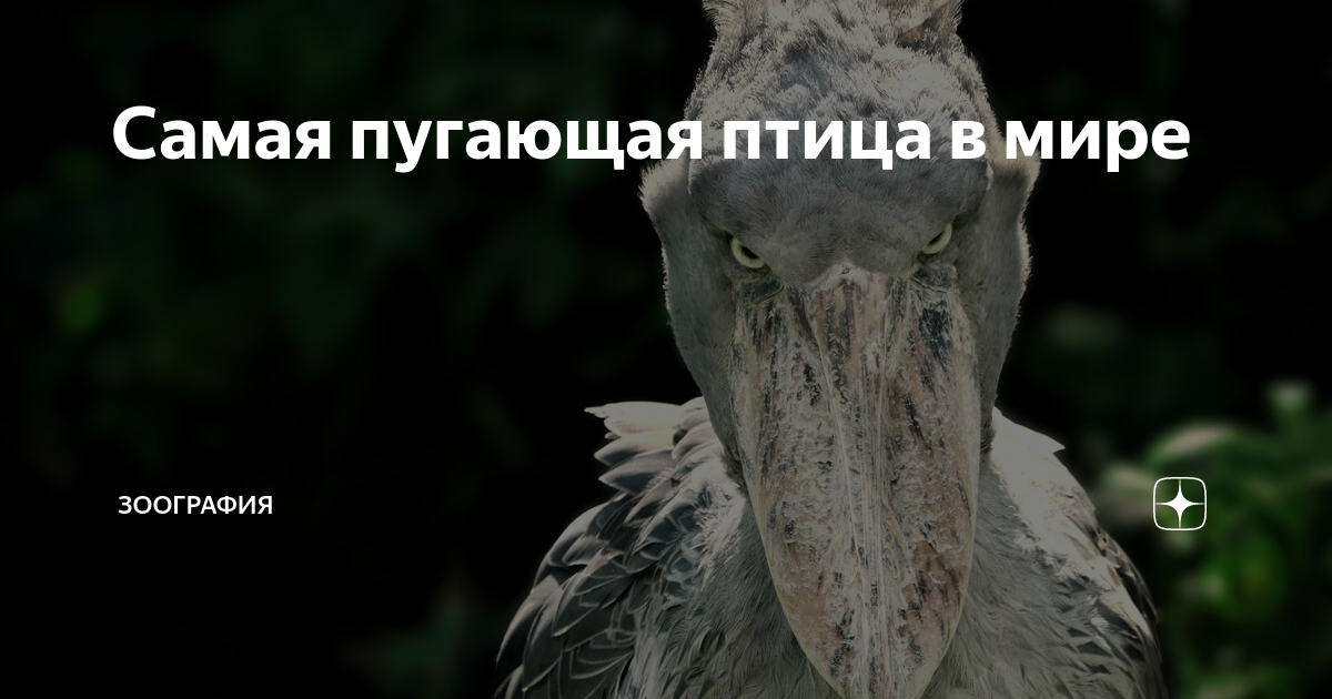 Испуганная птица в полном страдательном. Самая пугающая птица в мире. Китоглав. Устрашающая птица. Напуганная птица.