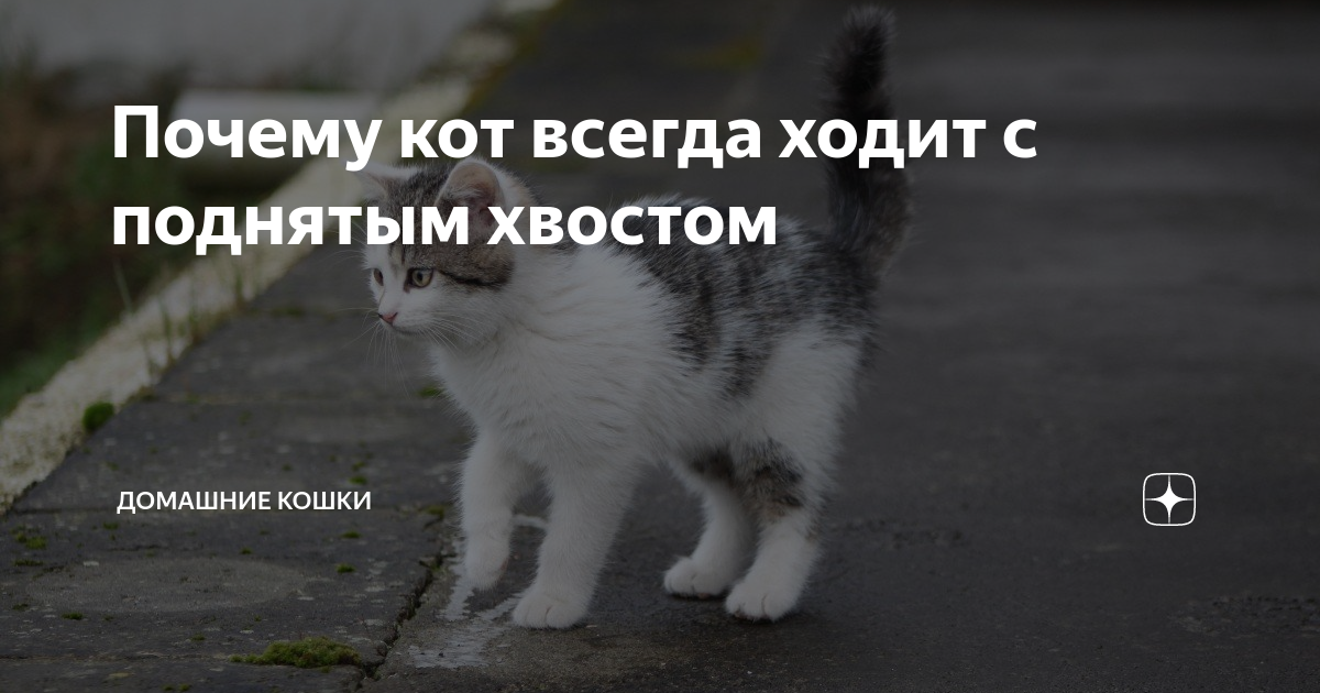 Пин от пользователя Margarita Poluskiniene на доске pets Кошачьи хвосты, Любител