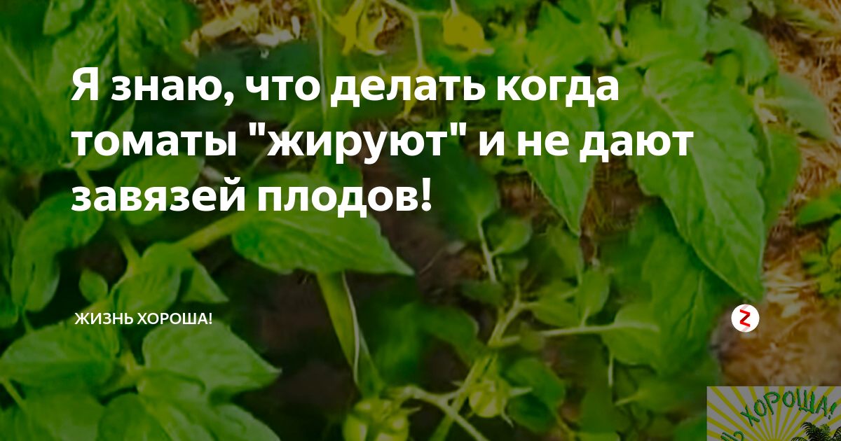 Зажирели помидоры в теплице что делать. Жирующие листья томатов. Томаты жируют в теплице. Жирование рассады томатов. Жирование томатов в теплице.