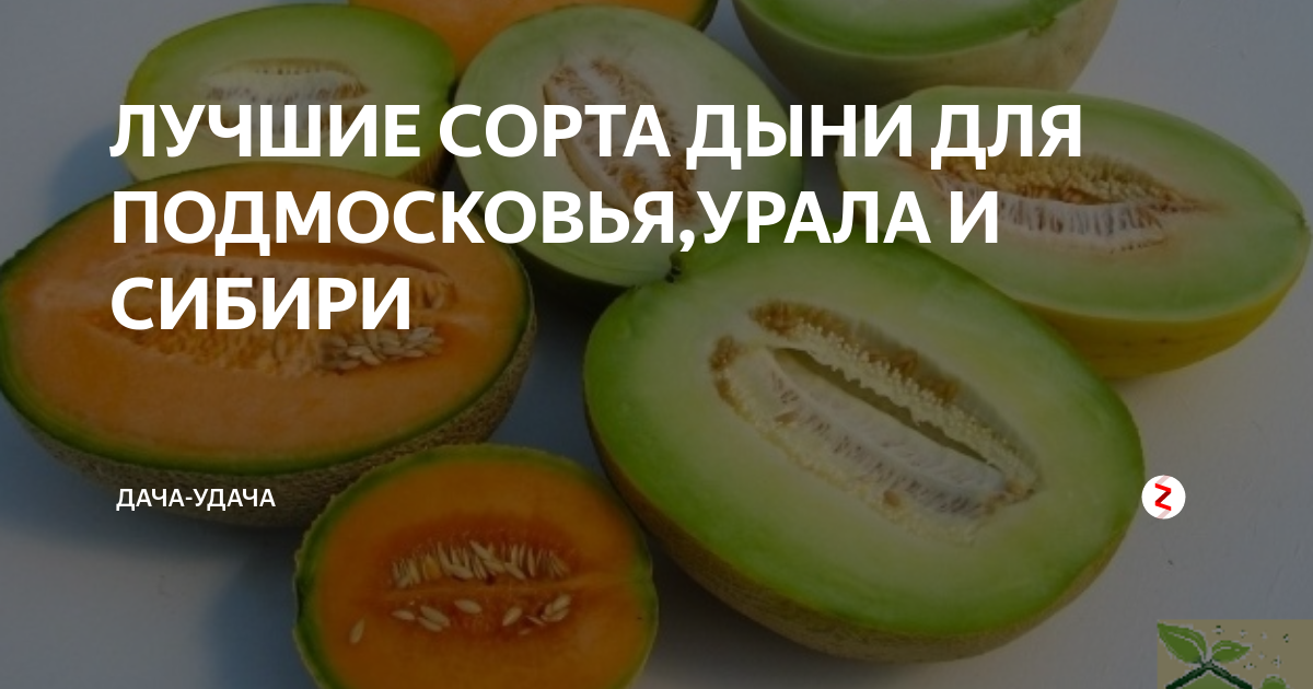 Сорта дыни для подмосковья для открытого грунта. Сорт дыни для урала и сибири. дыня канареечная медовая. седек дыня канареечная медовая. дыня канареечная медовая, 0,5г.