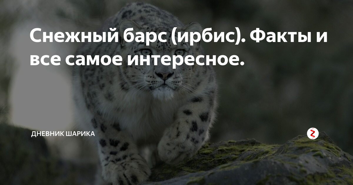 Факты о снежном барсе из красной