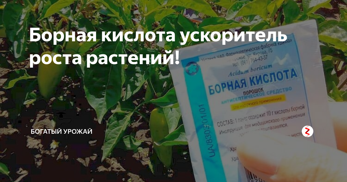 Как опрыскивать кабачки борной кислотой. Борная кислота для растений. Борная кислота для огурцов. Огурцы и борная кислота. Борная кислота для остановки роста рассады.