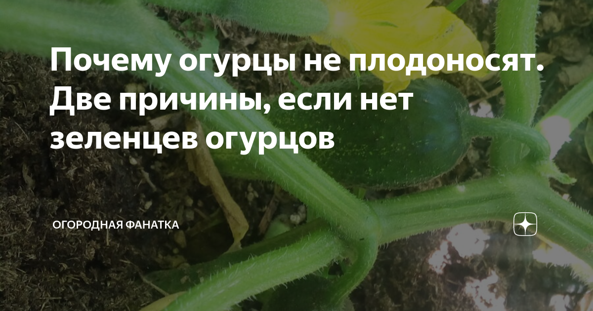 Почему огурцы не цветут