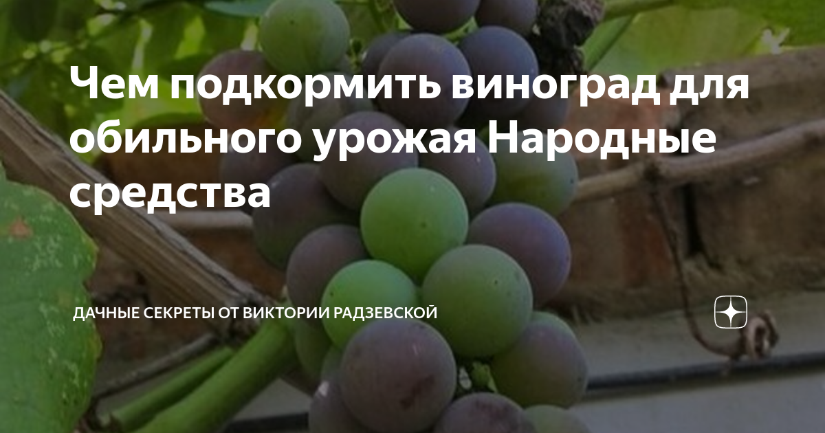 Средство для хорошего урожая народные средства. Подкармливать виноград. Удобрение для винограда. Удобрять виноград. Чем подкормить виноград.
