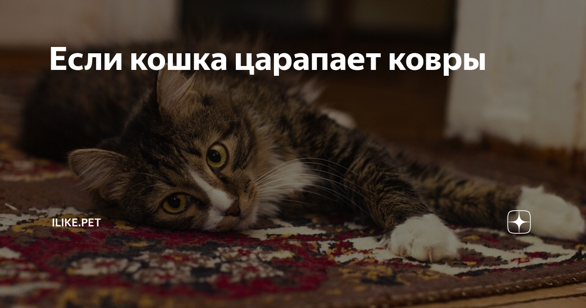 Удаление когтей у кошек