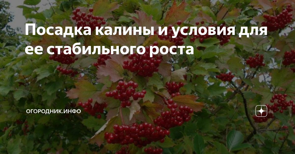 Посадка калины летом