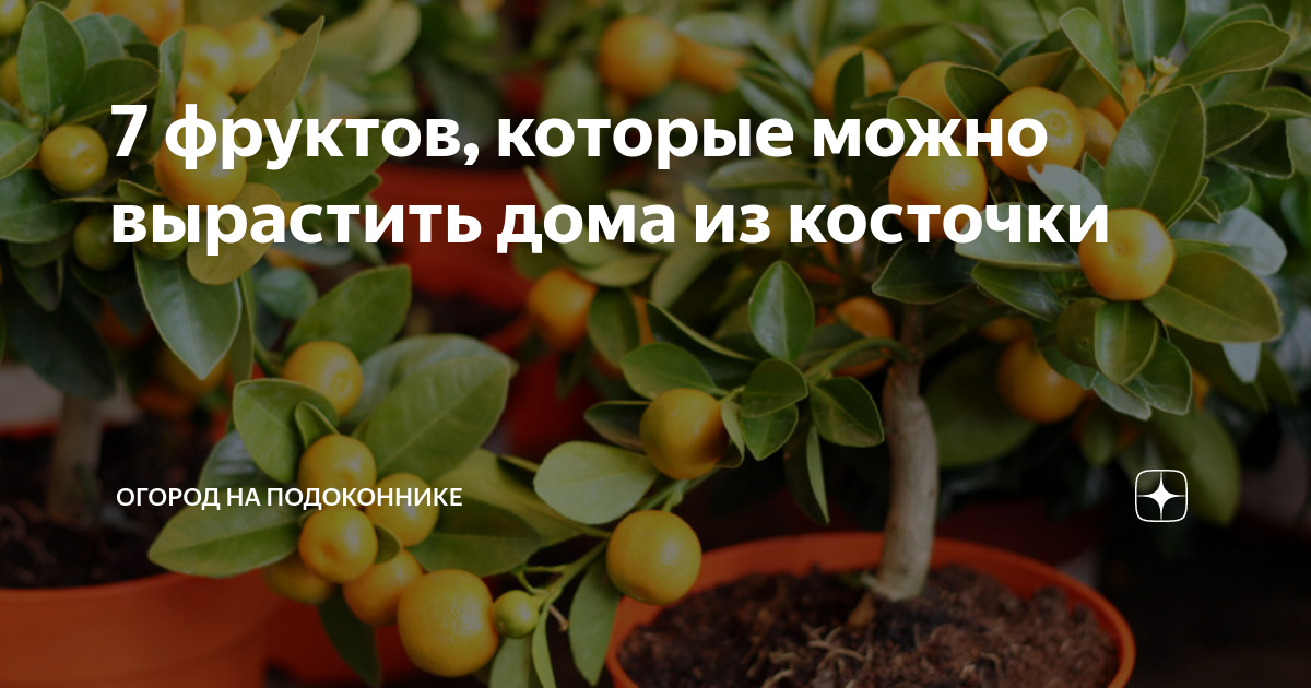 7 фруктов, которые можно вырастить дома из косточки