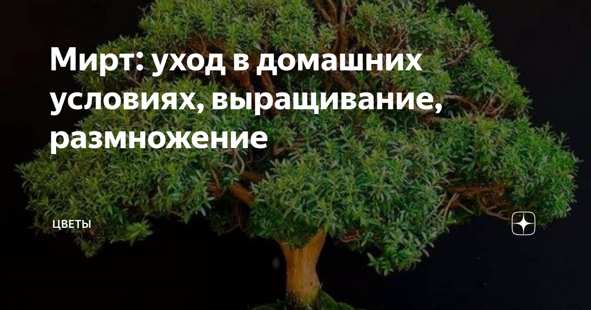 Мирт: уход в домашних условиях, выращивание, размножение | Цветы | Дзен