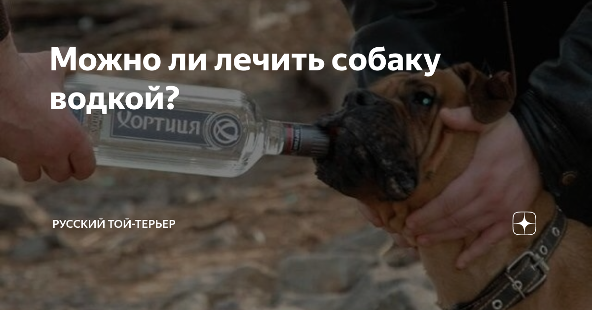 Про лечение собак водкой | DogsForum Форум про собак