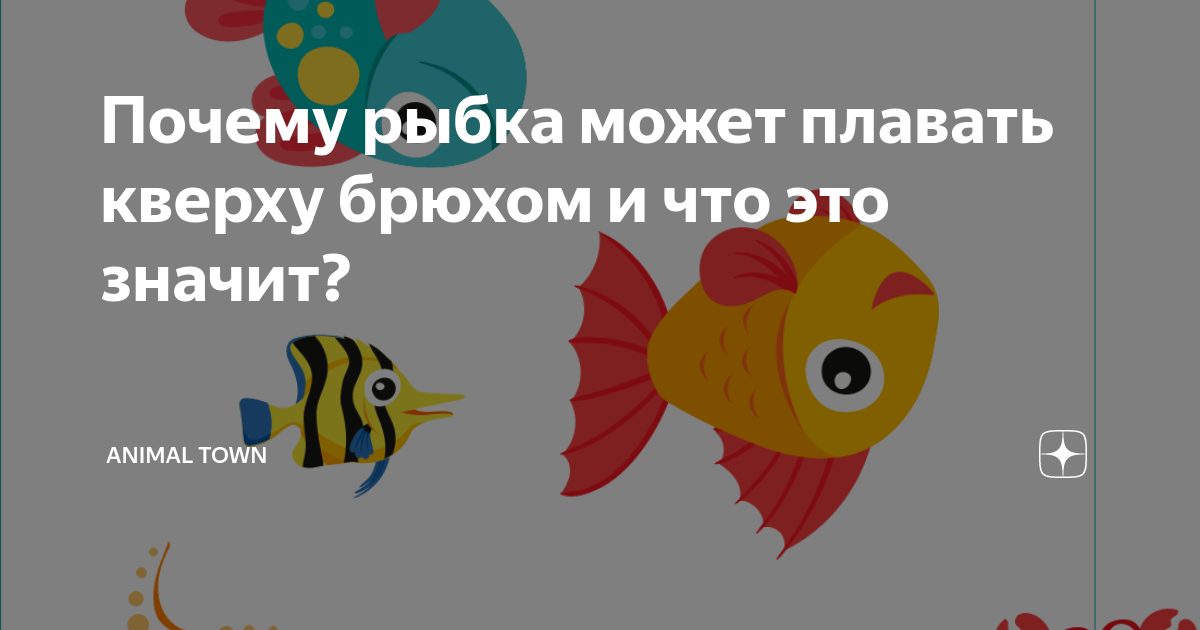 Почему золотые рыбки становятся перевертышами?