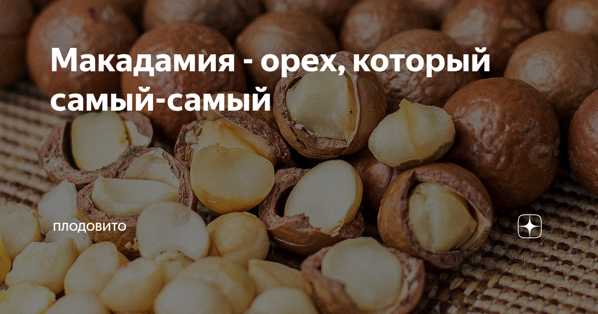 Орех макадамия польза. Самый калорийный орех макадамия. Макадамия орех калорийность. Макадамия орех кжбу. Орех макадамия австралийский для мужчин