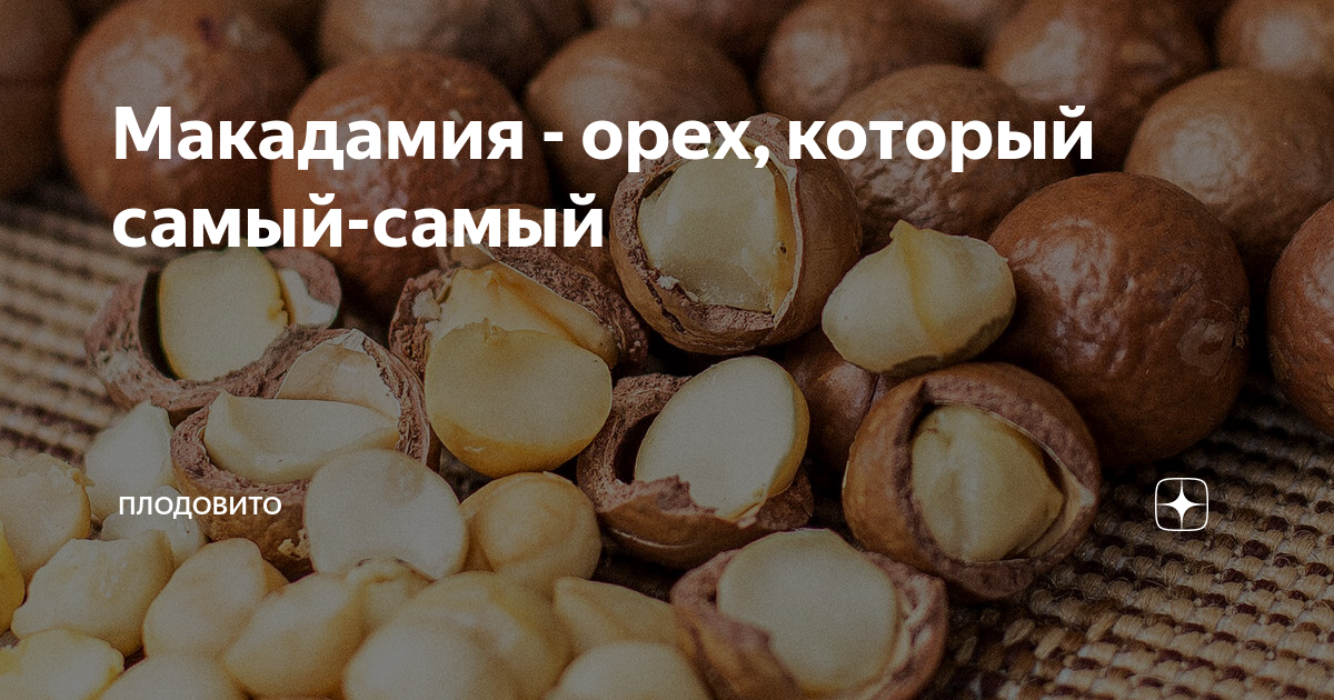 Макадамия полезные свойства. Самый калорийный орех макадамия. Макадамия орех калорийность. Макадамия орех кжбу. Орех макадамия австралийский для мужчин.