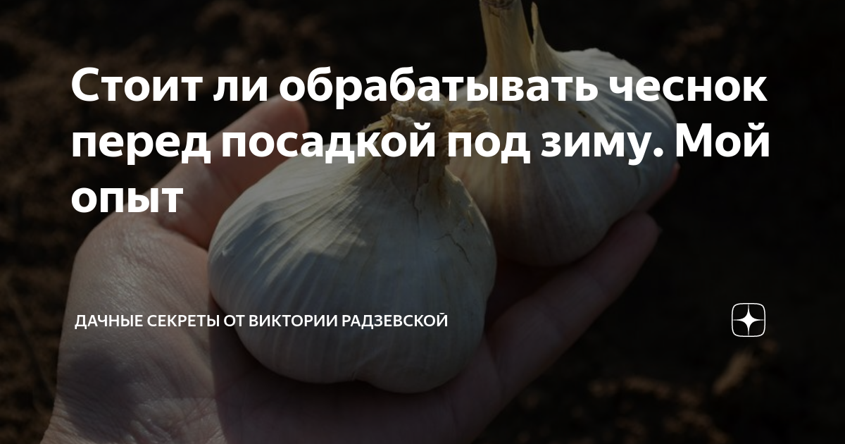 Чеснок перед посадкой. Обработка чеснока перед посадкой под зиму. Чеснок замачивать перед посадкой. Надо ли замачивать чеснок перед посадкой. Надо ли замачивать чеснок перед посадкой осенью.