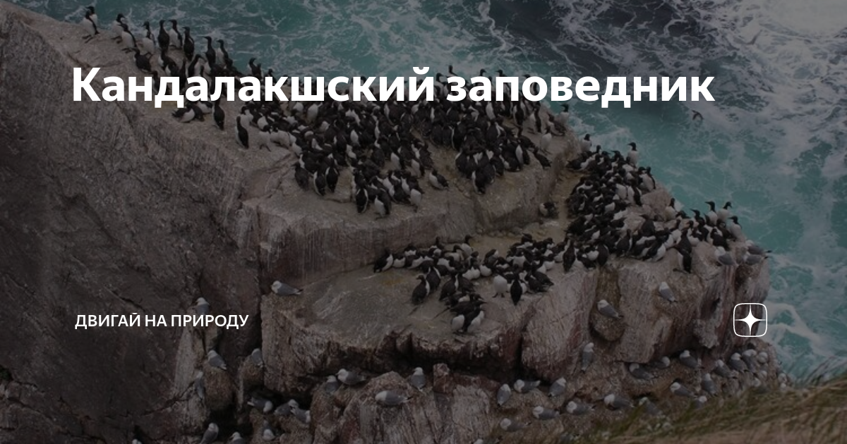 Кандалакшский заповедник | Двигай на природу | Дзен