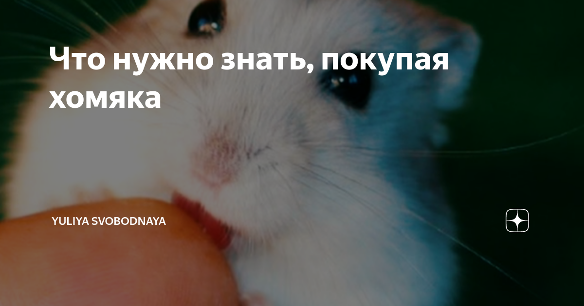 Ежедневный комбо хомяк сегодня. Как приручить хомяка к рукам. Хвостик хомяка. Как правильно брать хомяка на руки