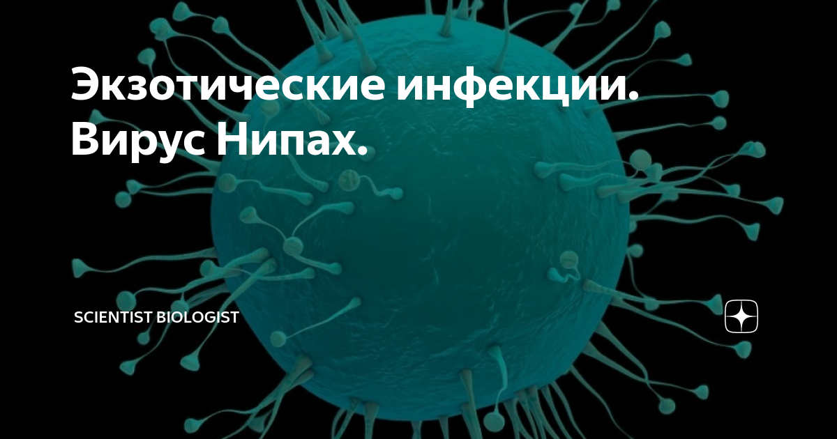 Вирус нипах. Экзотические инфекции. Вирус Нипах строение. Экзотический вирус.