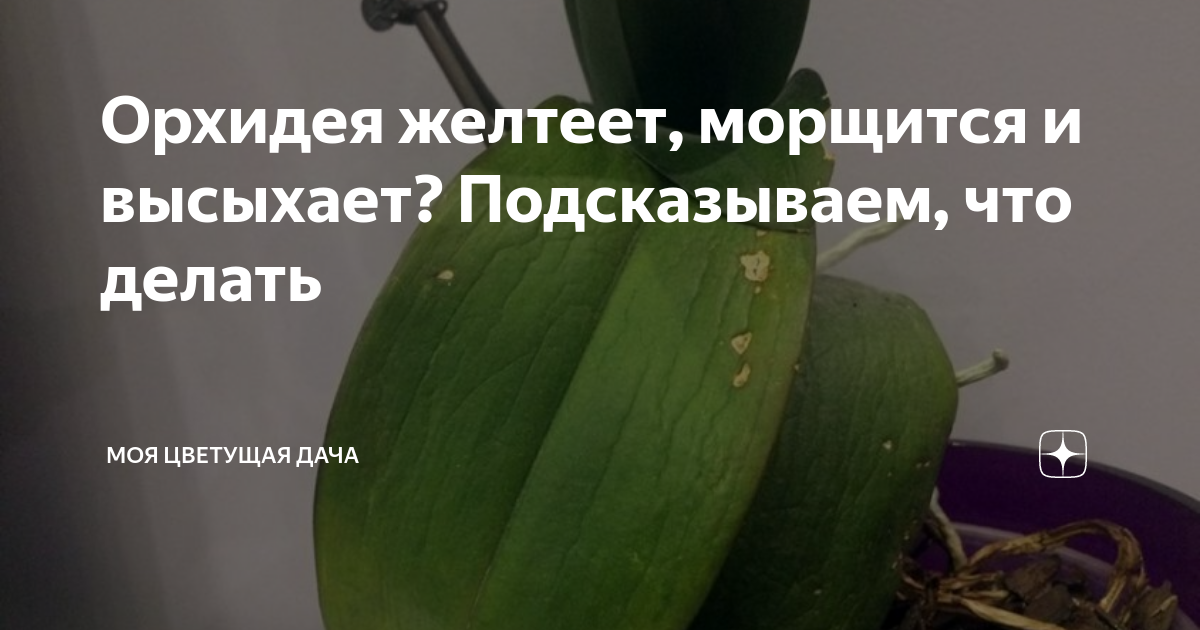 Цветоводам на заметку: полезные лайфхаки, которые помогут спасти орхидею