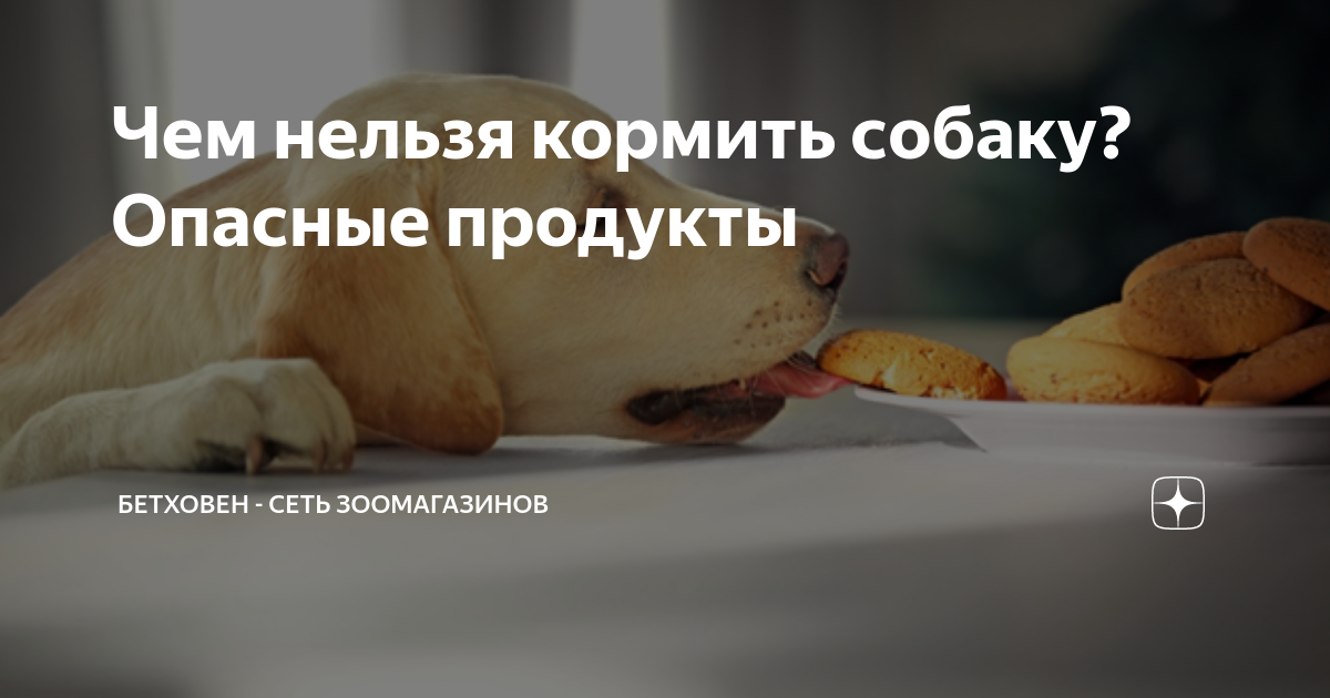 Собака с вредной едой. Овощи полезные для собак. Что нельзя давать собакам. Что нельзя давать собакам из еды. Что нельзя давать собакам из еды.