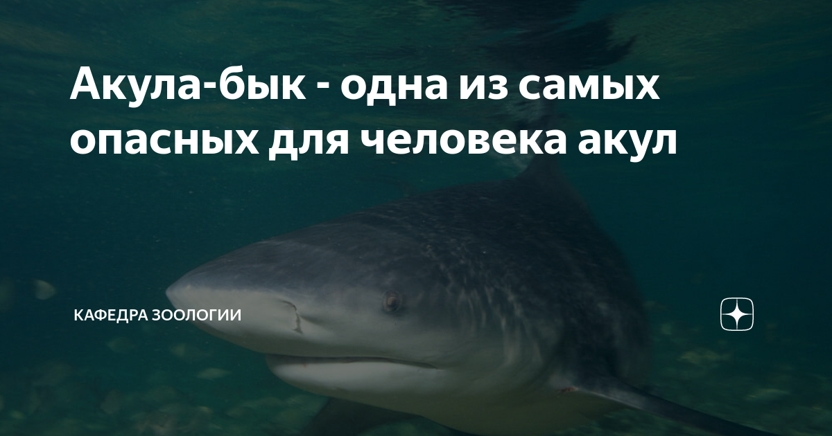 Акулы балтийского моря
