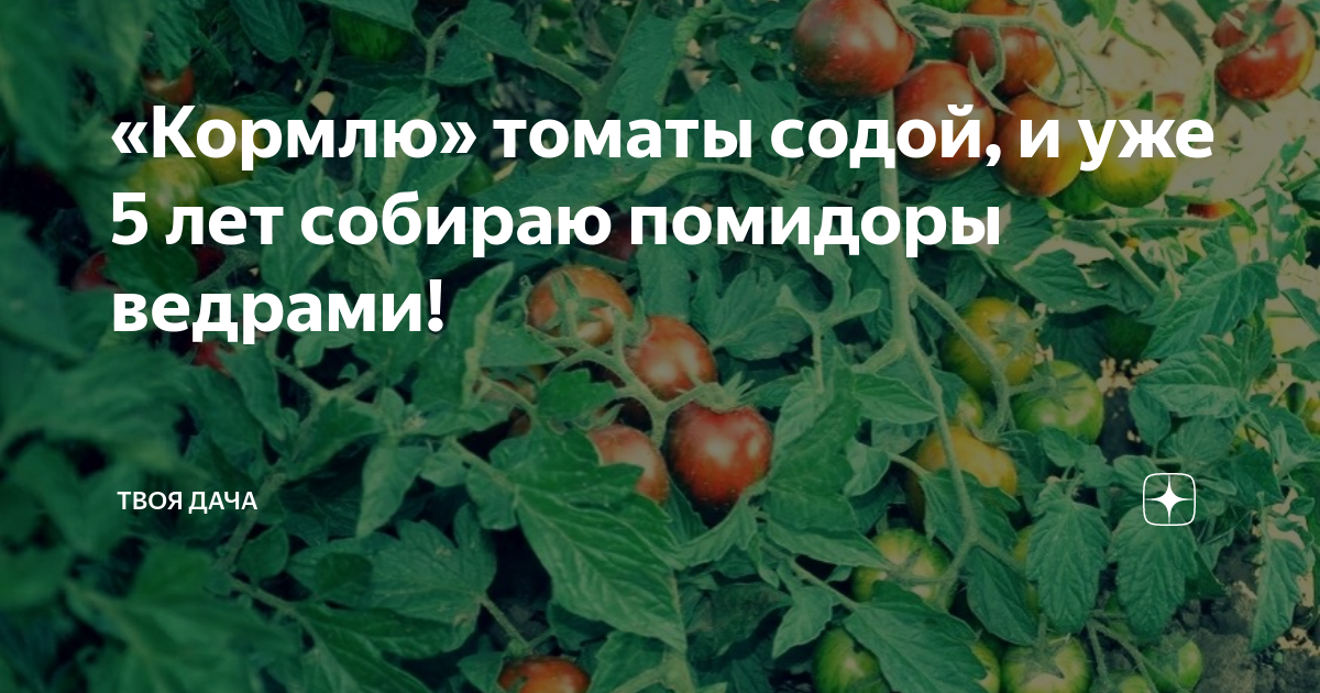 Помидоры кормящей маме. Сода для помидор. Можно томаты кормящей. Чем кормить помидоры. Кормящим можно помидоры.