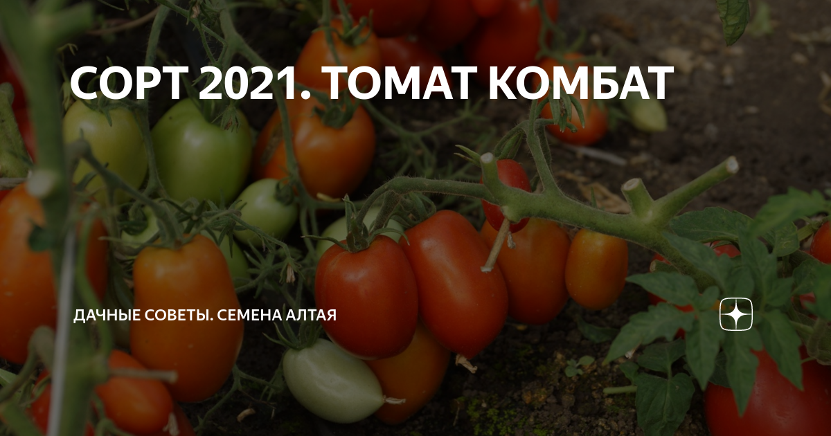 Семена Томат Комбат: описание сорта, фото - купить с доставкой или почтой России