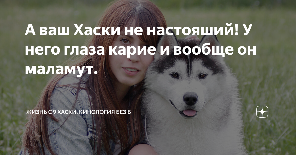 Дзен 10 хаски. Жизнь с 10 хасками дзен. Жизнь с 10 хаски прямой эфир. Жизнь с 10 хаски дзен