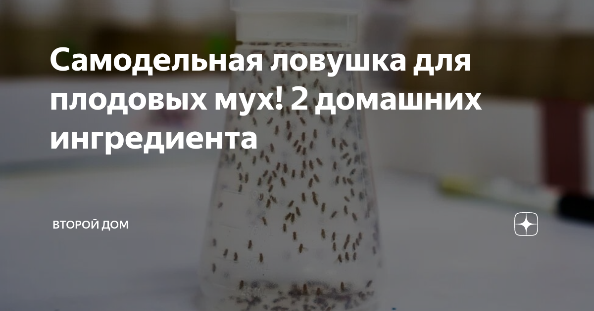 Гениальная самодельная ловушка решит проблему с мухами в доме: незаменимый летний лайфхак