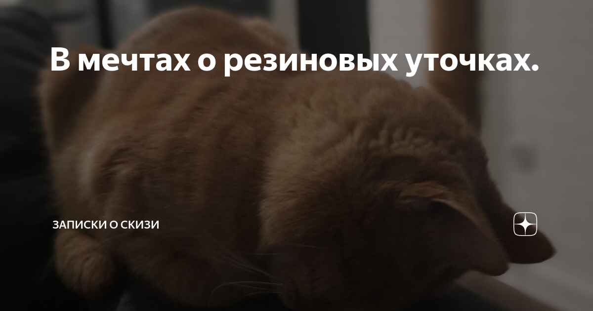 В мечтах о резиновых уточках. | Записки о Скизи | Дзен