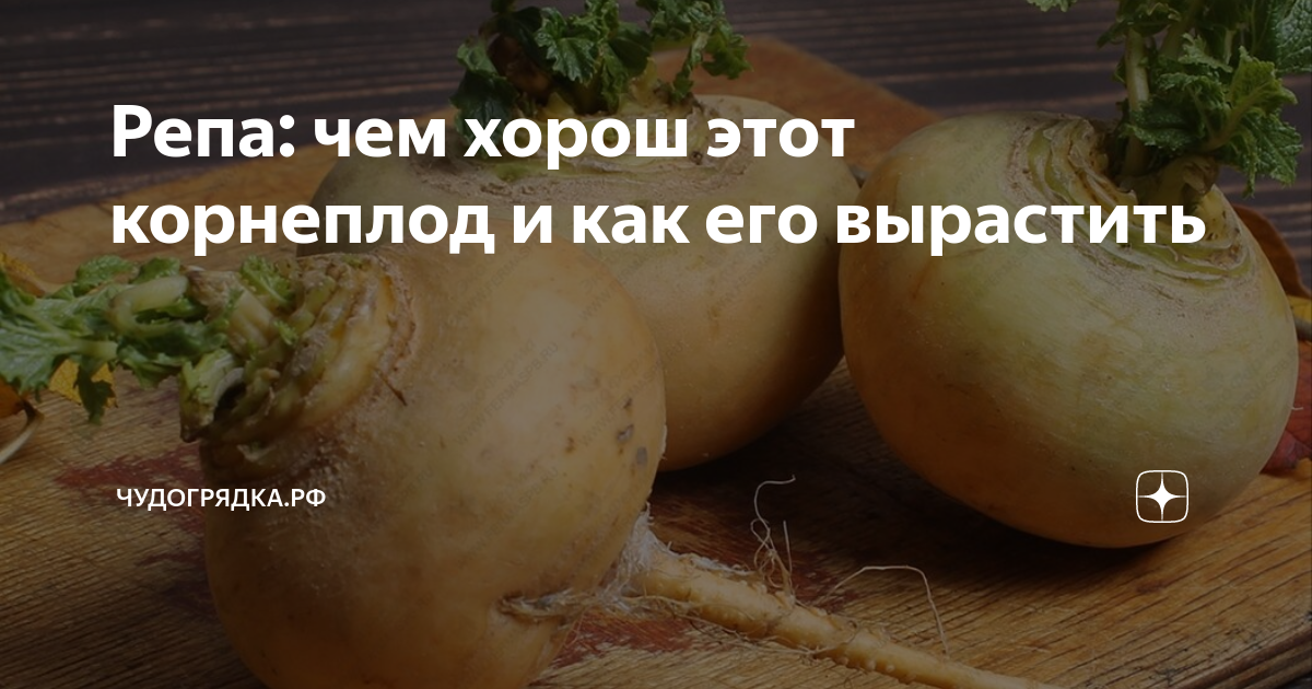 Репа: чем хорош этот корнеплод и как его вырастить | Чудогрядка.рф | Дзен