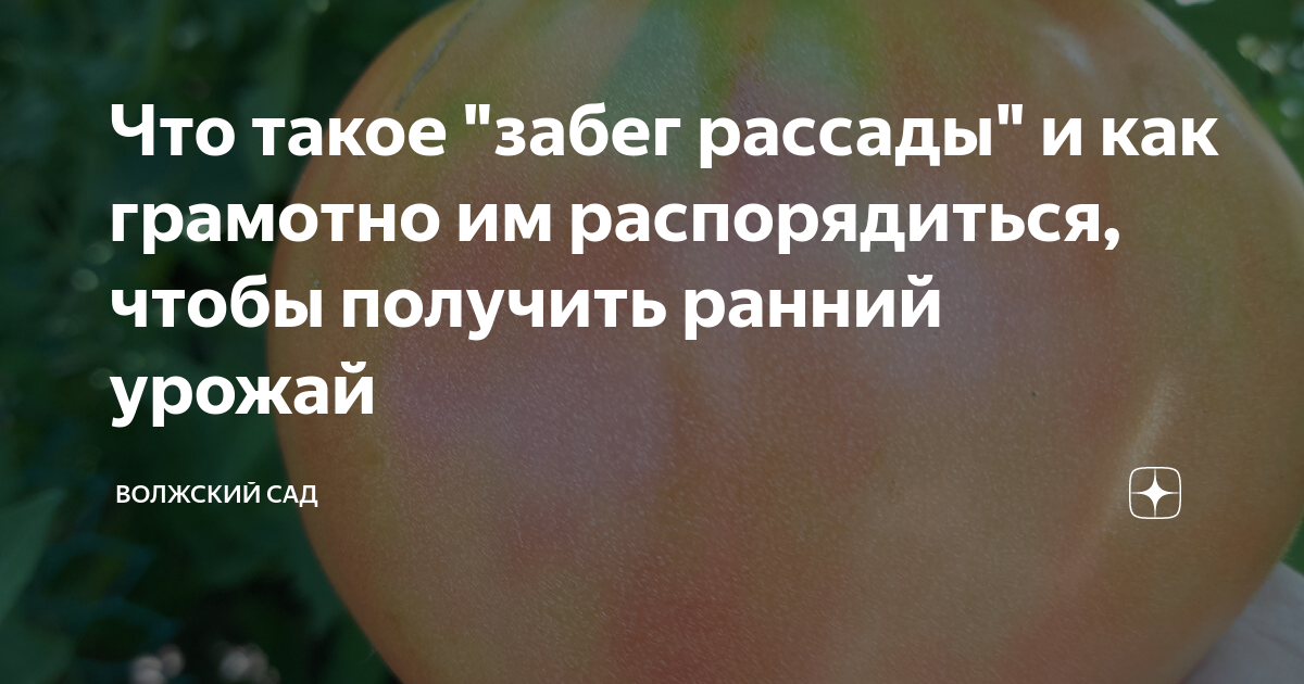 Что такое "забег рассады" и как грамотно им распорядиться, чтобы ...