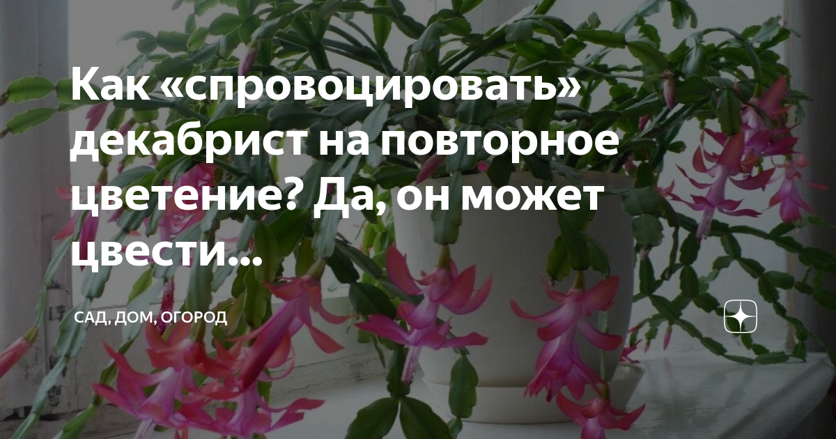 Декабрист зацвел в январе примета. Декабрист цветок приметы и суеверия. Декабрист цветок приметы. Декабрист цветок держит. Цветок декабрист можно ли держать дома приметы.